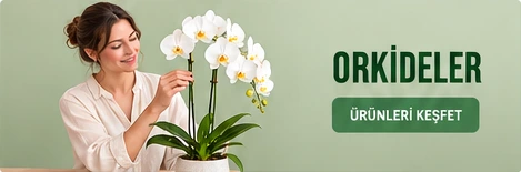 Orkideler · Ürünleri keşfet