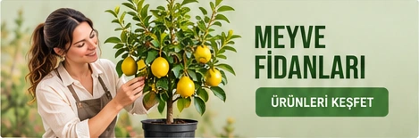 Meyve Fidanları · Ürünleri keşfet