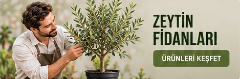 Zeytin Fidanları · Ürünleri keşfet