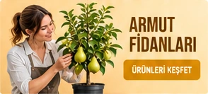 Armut Fidanları · Ürünleri keşfet