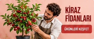 Kiraz Fidanları · Ürünleri keşfet