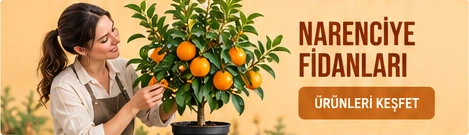 Narenciye Fidanları · Ürünleri keşfet