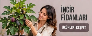 İncir Fidanları · Ürünleri keşfet