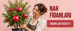 Nar Fidanları · Ürünleri keşfet