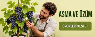 Asma ve Üzüm · Ürünleri keşfet