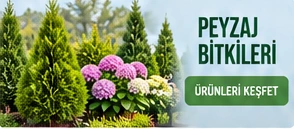 Peyzaj Bitkileri · Ürünleri keşfet