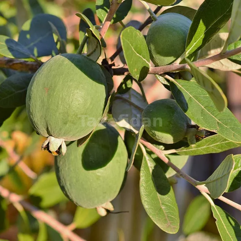 Kaymak (Feijoa) Fidanı · 4. görsel