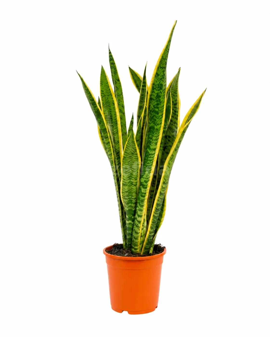 Paşa Kılıcı (Sansevieria)