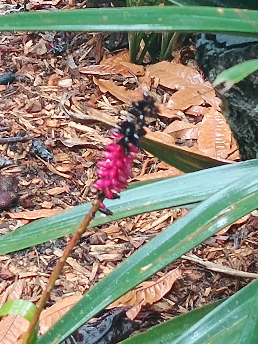 Liriope · 2. görsel