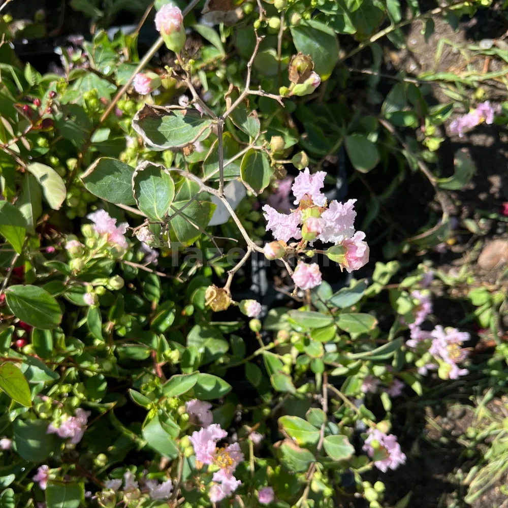 Pembe Oya Fidanı · 2. görsel
