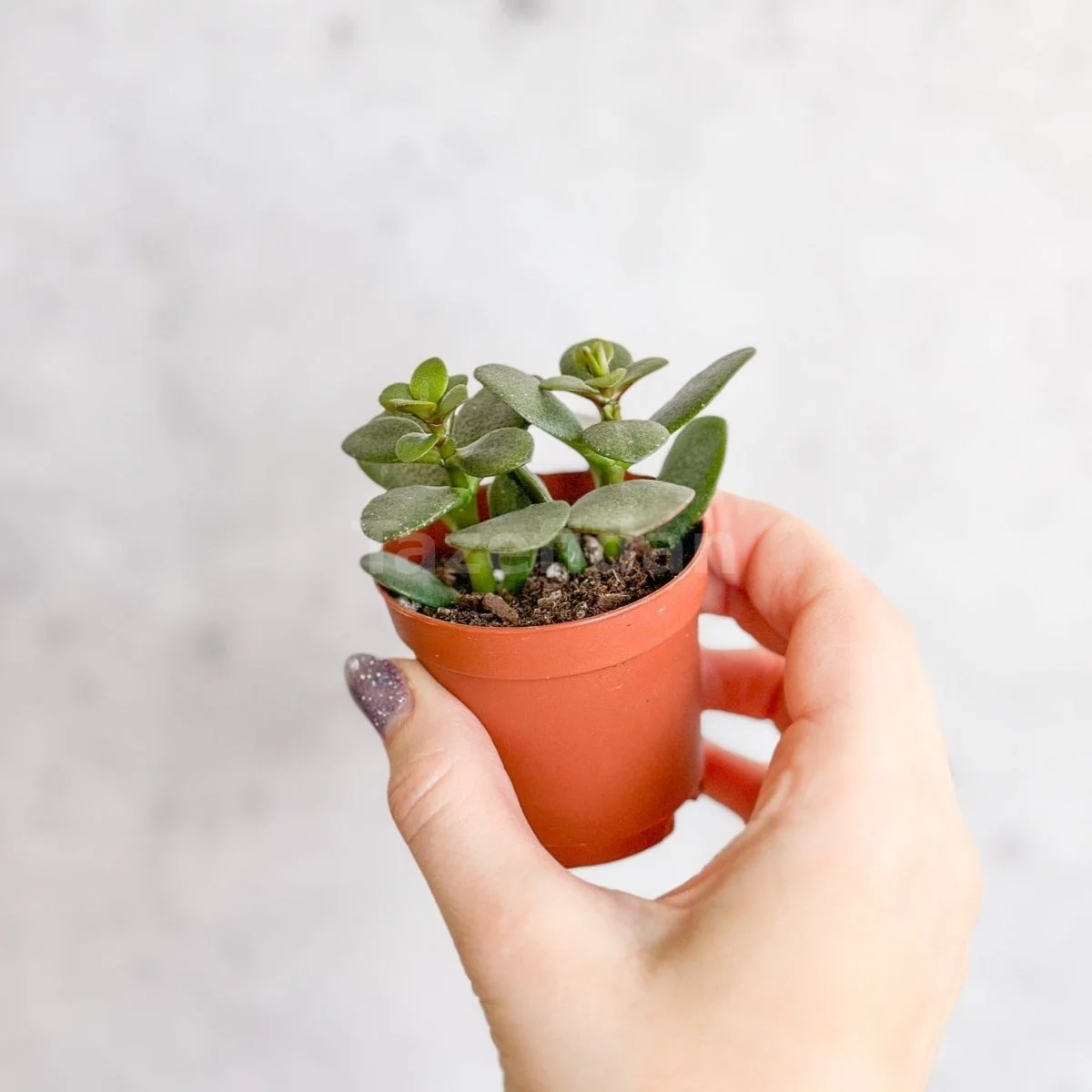 Yeşim Bitkisi (Crassula Ovata)