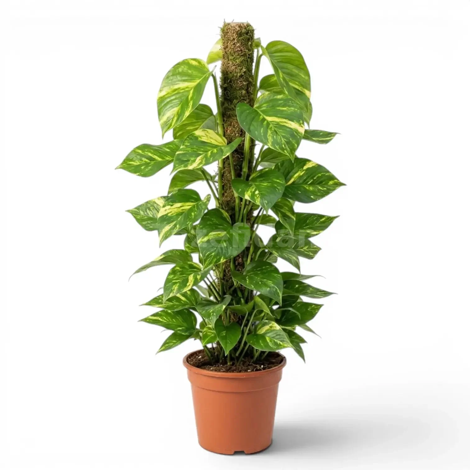 Salon Sarmaşığı (Pothos)