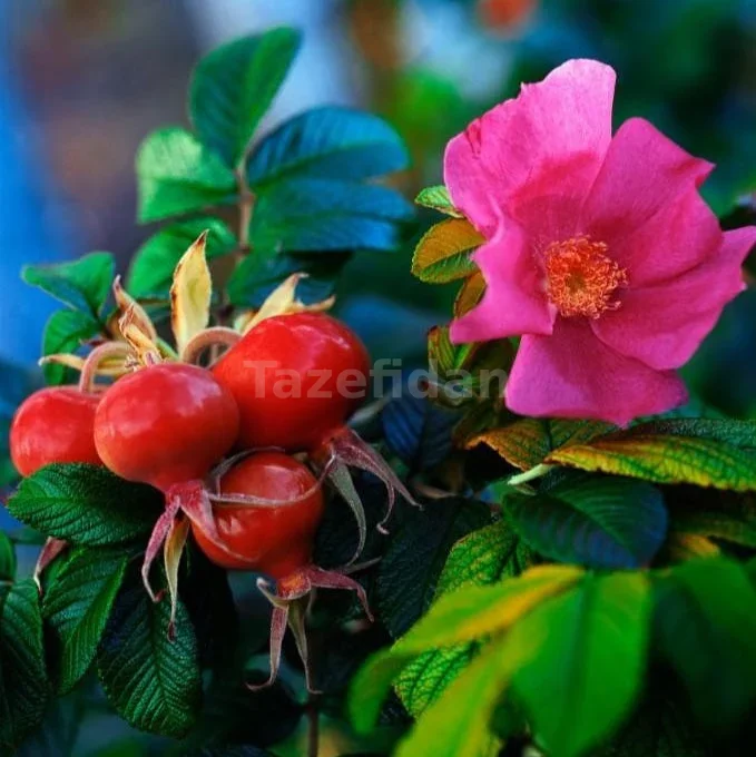 Kuşburnu (Rosa Rugosa) Fidanı · 3. görsel