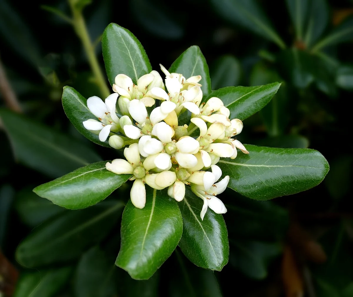 Pitosporum