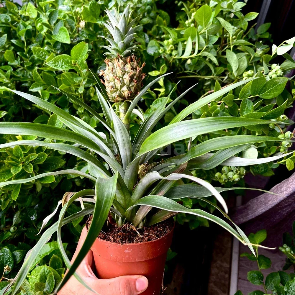 Ananas Bitkisi