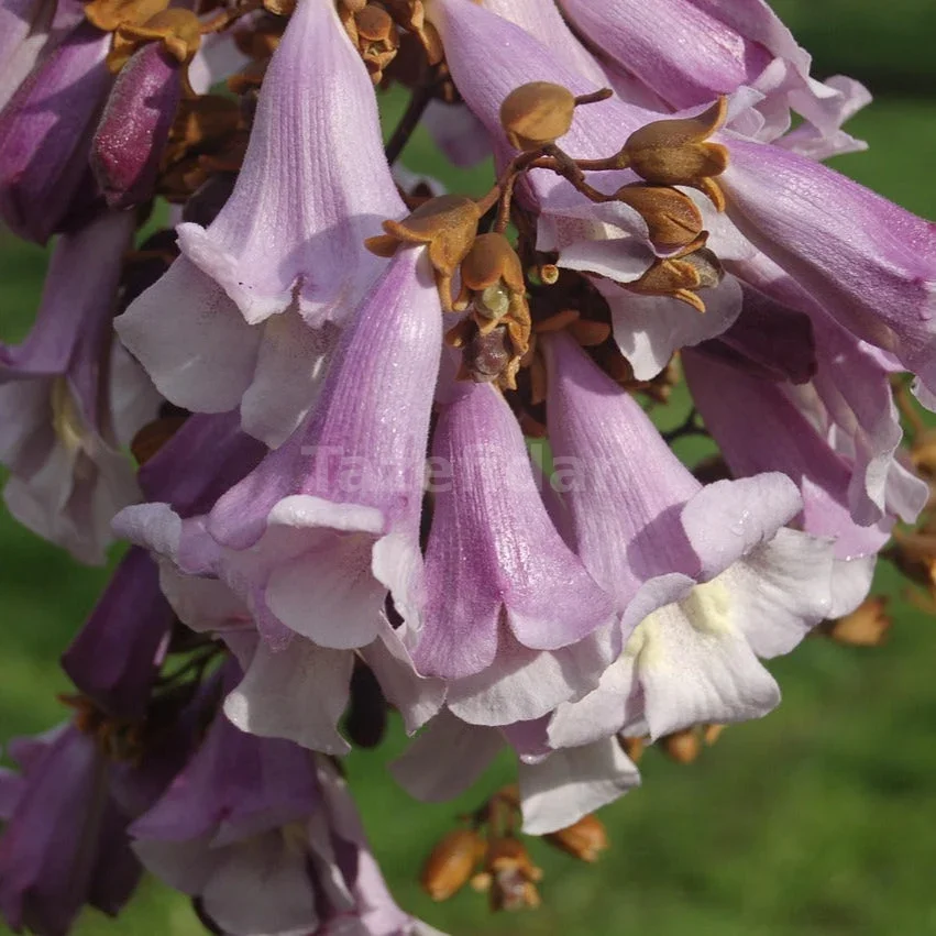 Pavlonya (Paulownia) Fidanı · 3. görsel