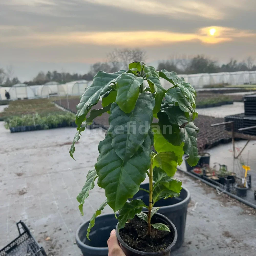 Kahve Fidanı (Coffea Arabica) · 2. görsel