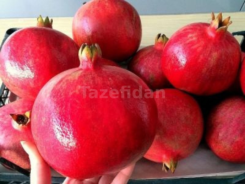 Nar Fidanı