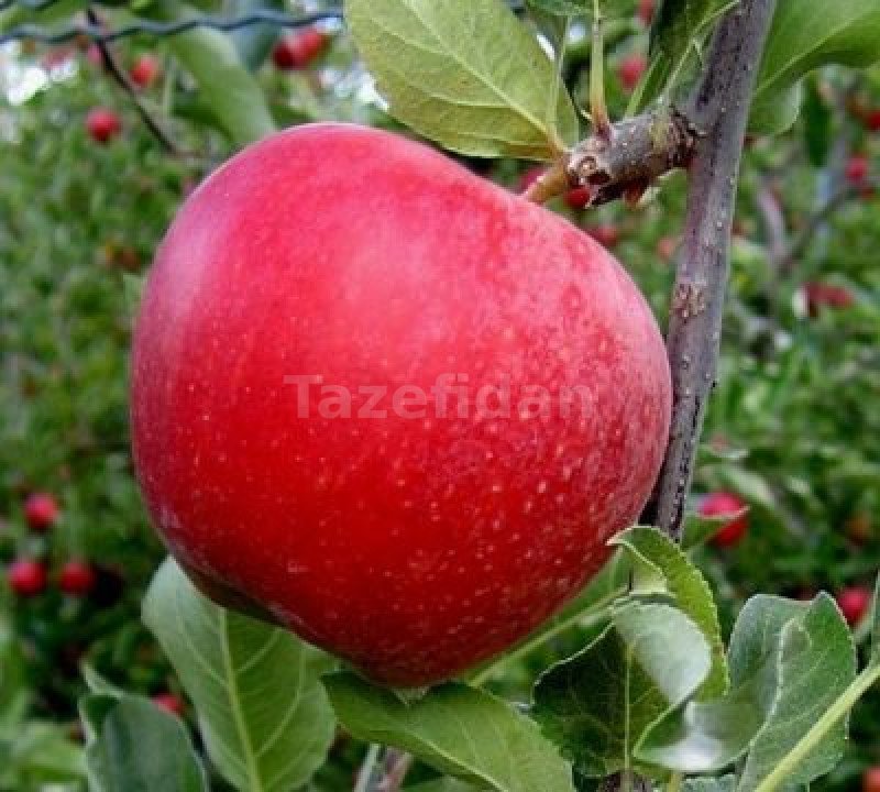 Elma Fidanı