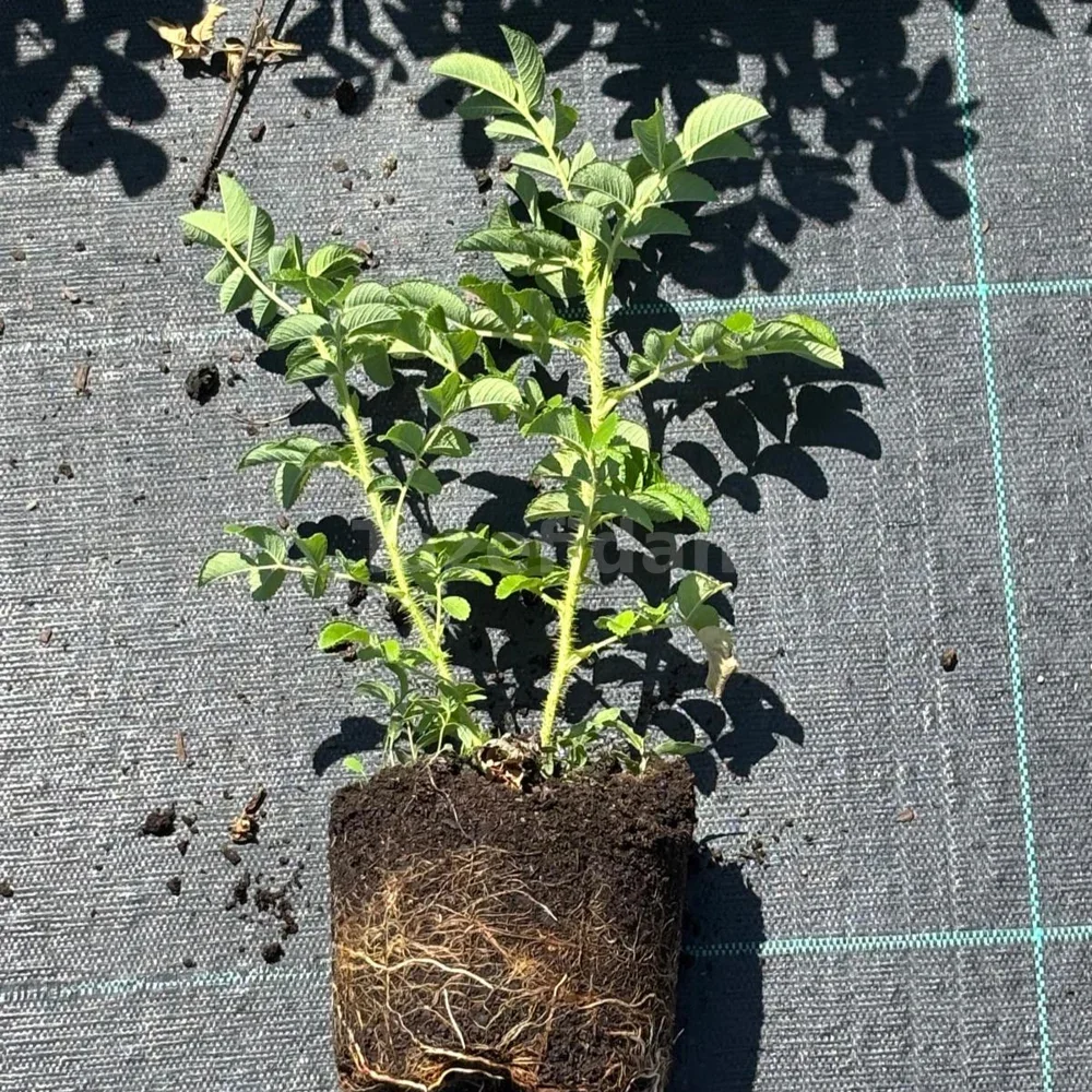 Kuşburnu (Rosa Rugosa) Fidanı · 2. görsel