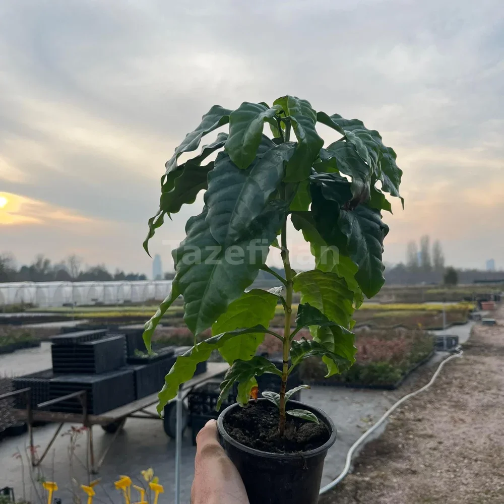 Kahve Fidanı (Coffea Arabica)