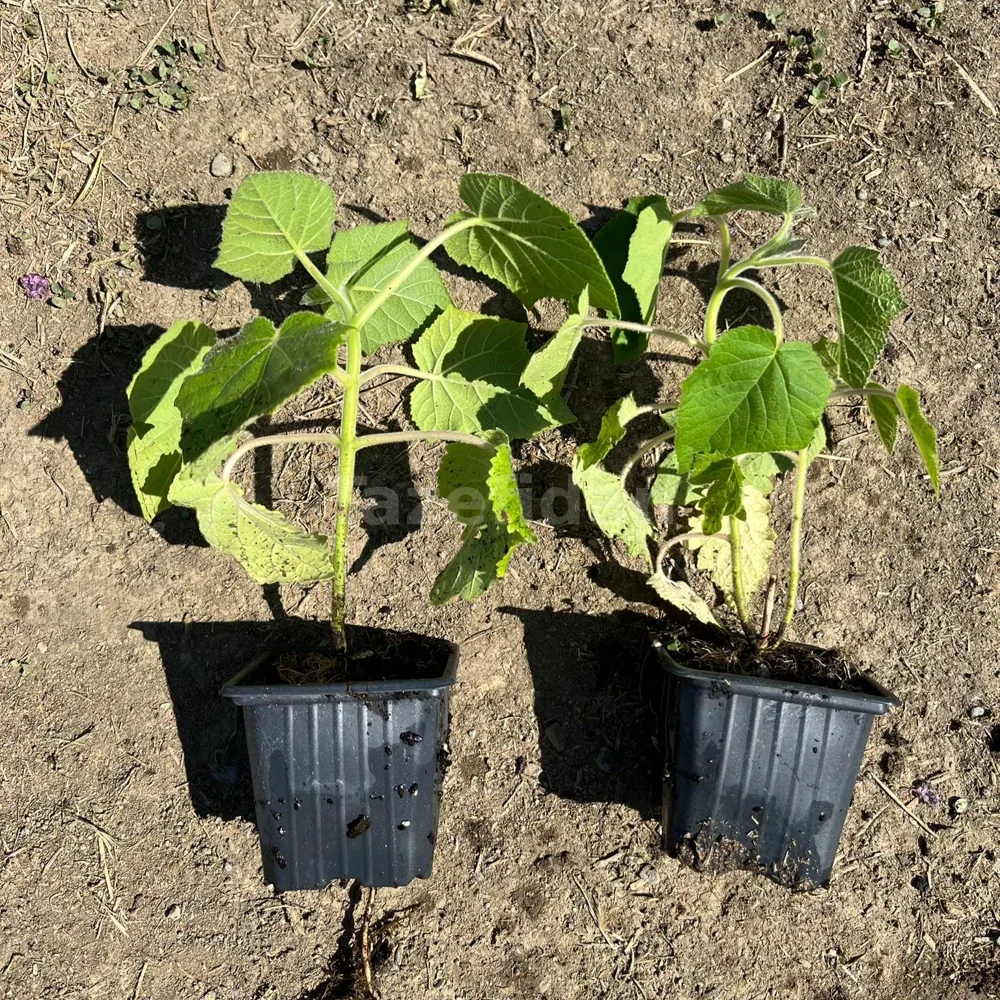 Pavlonya (Paulownia) Fidanı · 2. görsel