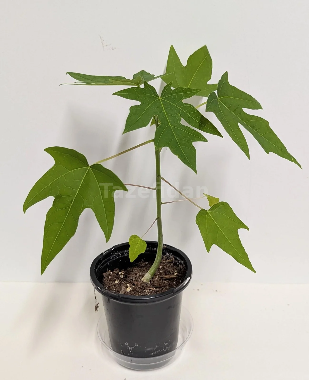 Papaya Fidanı