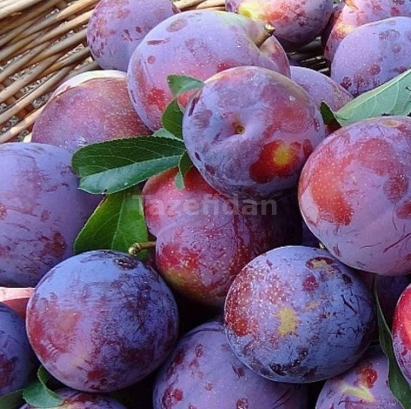 Erik Fidanı