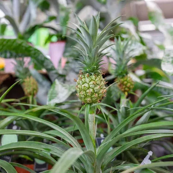 Ananas Bitkisi · 3. görsel