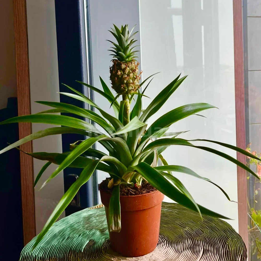 Ananas Bitkisi · 2. görsel