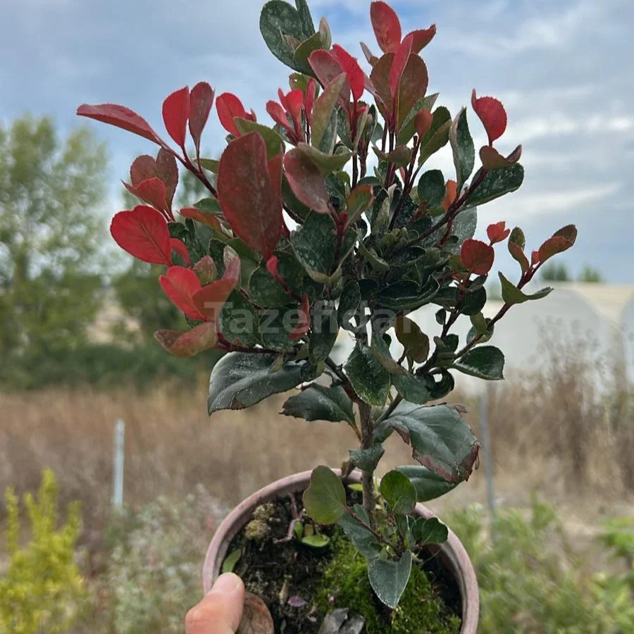 Alev Çalısı (Photinia) · 3. görsel