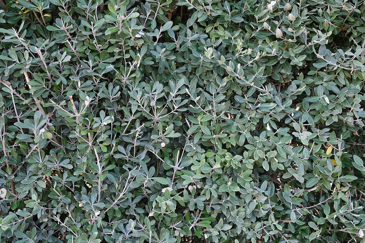 Pitosporum · 2. görsel