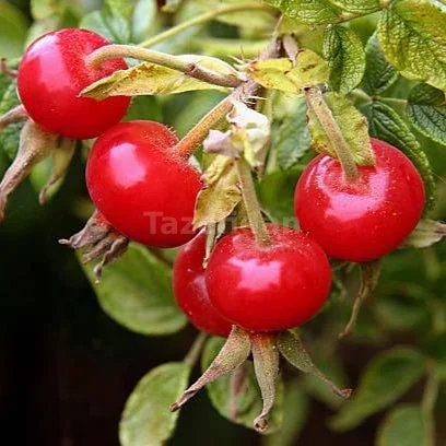 Kuşburnu (Rosa Rugosa) Fidanı · 4. görsel