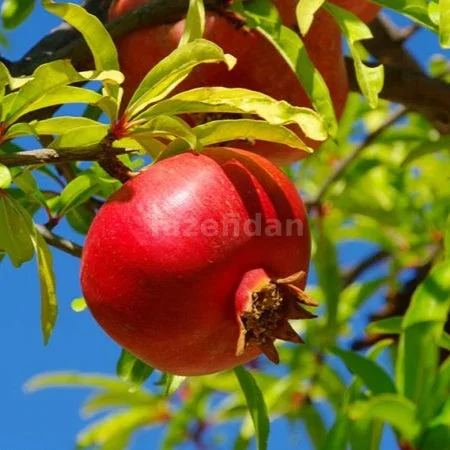 Nar Fidanı · 5. görsel