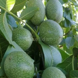 Ceviz Fidanı