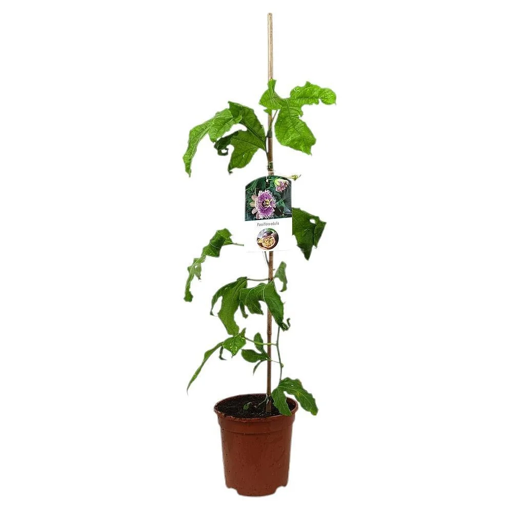 Passiflora Çarkıfelek Fidanı