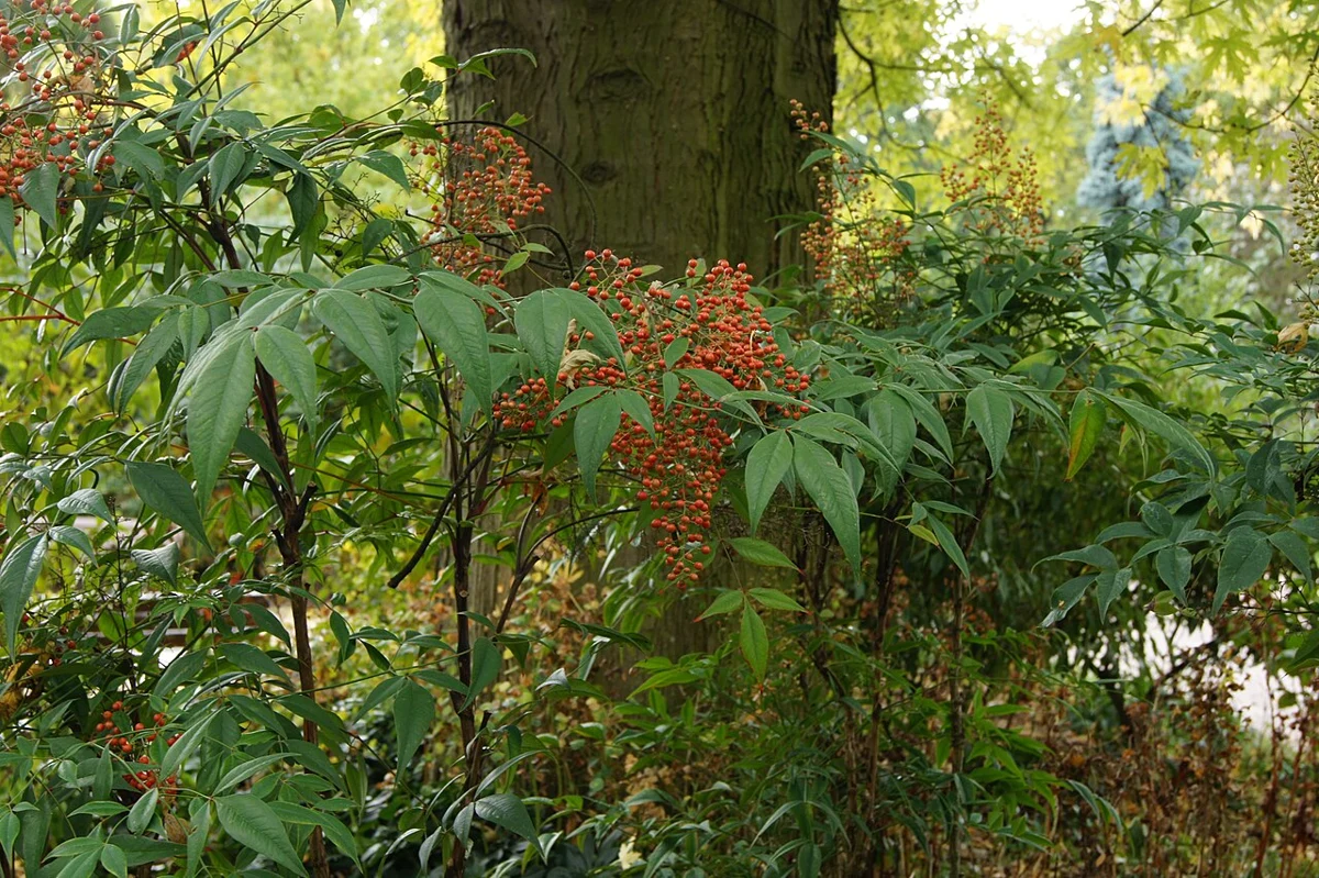 Nandina · 2. görsel