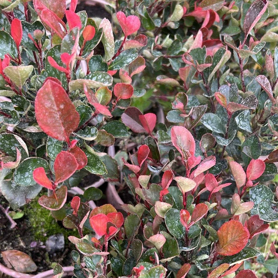 Alev Çalısı (Photinia) · 4. görsel