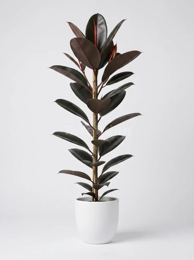 Kauçuk Ağacı (Ficus Elastica)