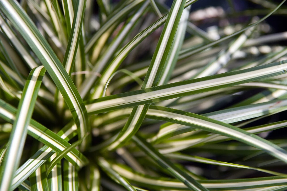 Japon Sazı (Carex) · 2. görsel