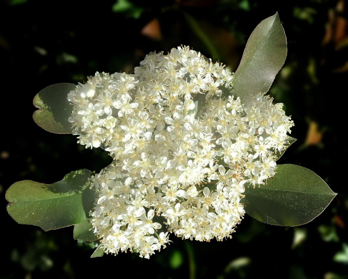 Alev Çalısı (Photinia) · 2. görsel