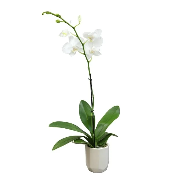 Beyaz Phalaenopsis Orkide