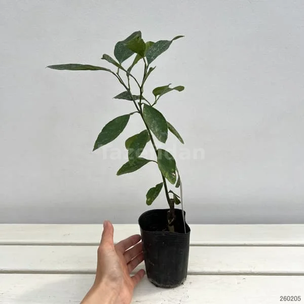 Mandalina Fidanı · 2. görsel