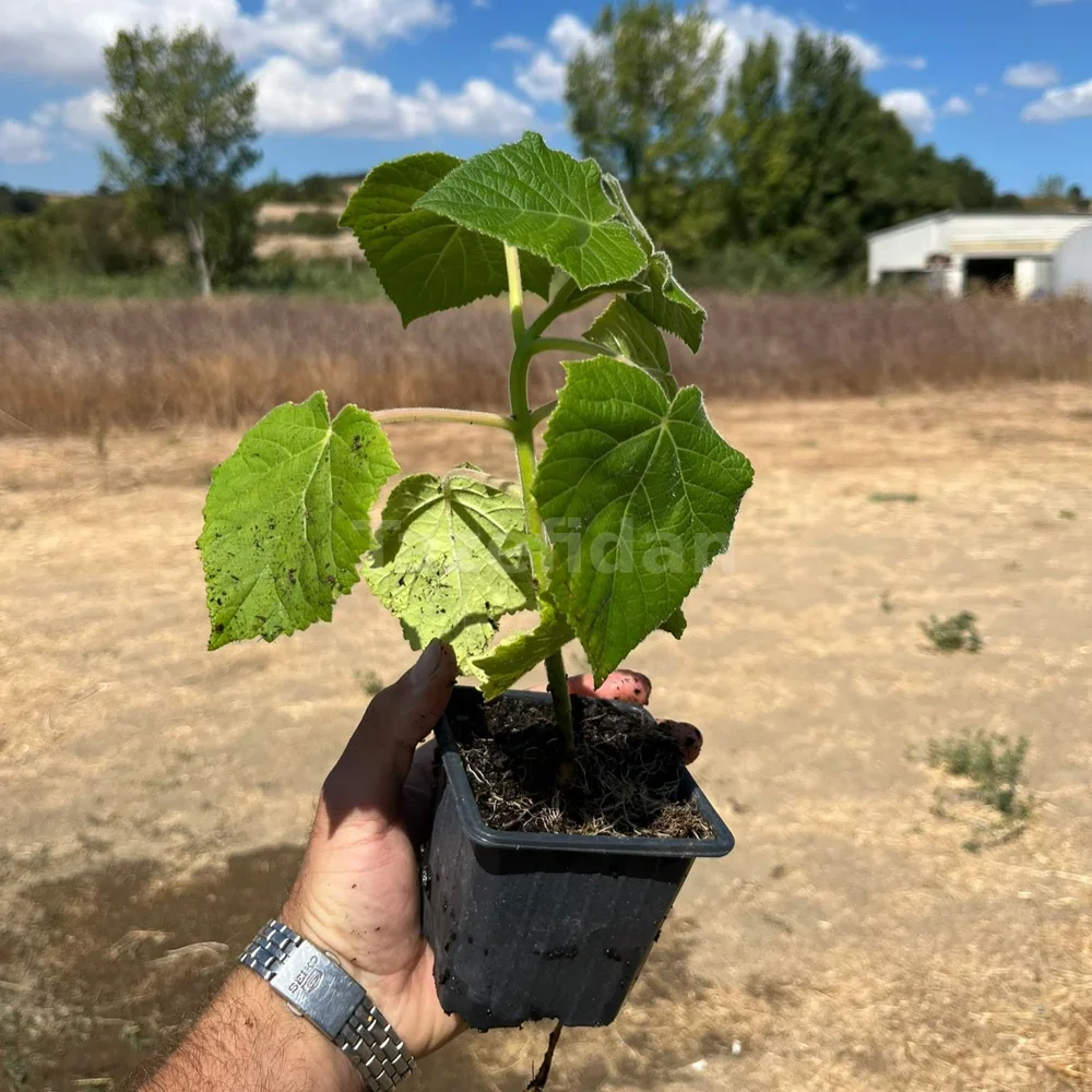 Pavlonya (Paulownia) Fidanı